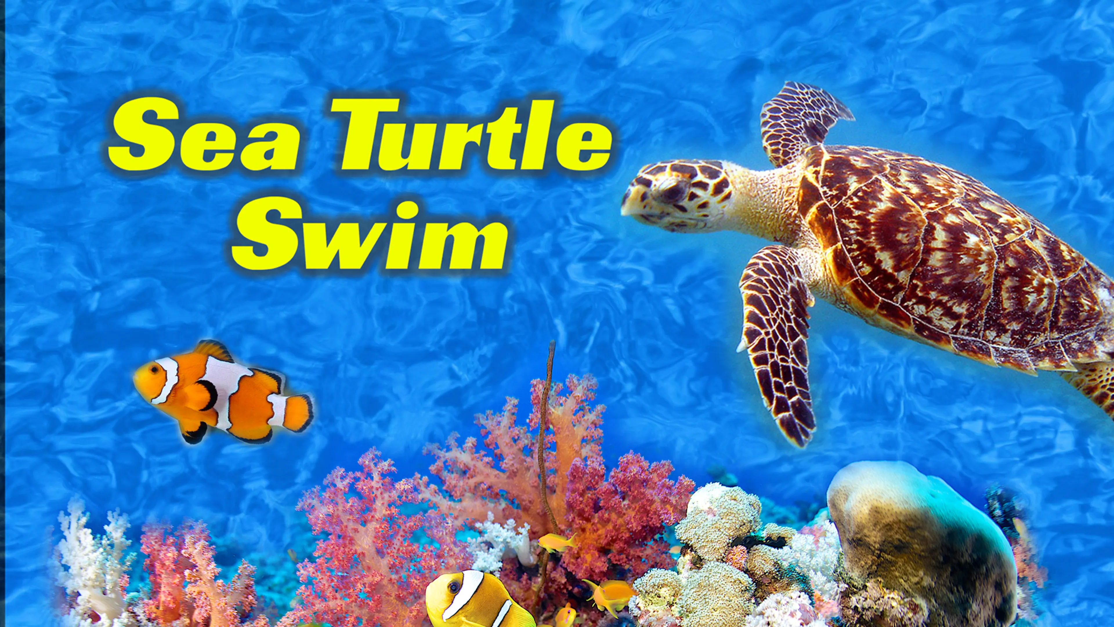 Sea Turtle Swim poster